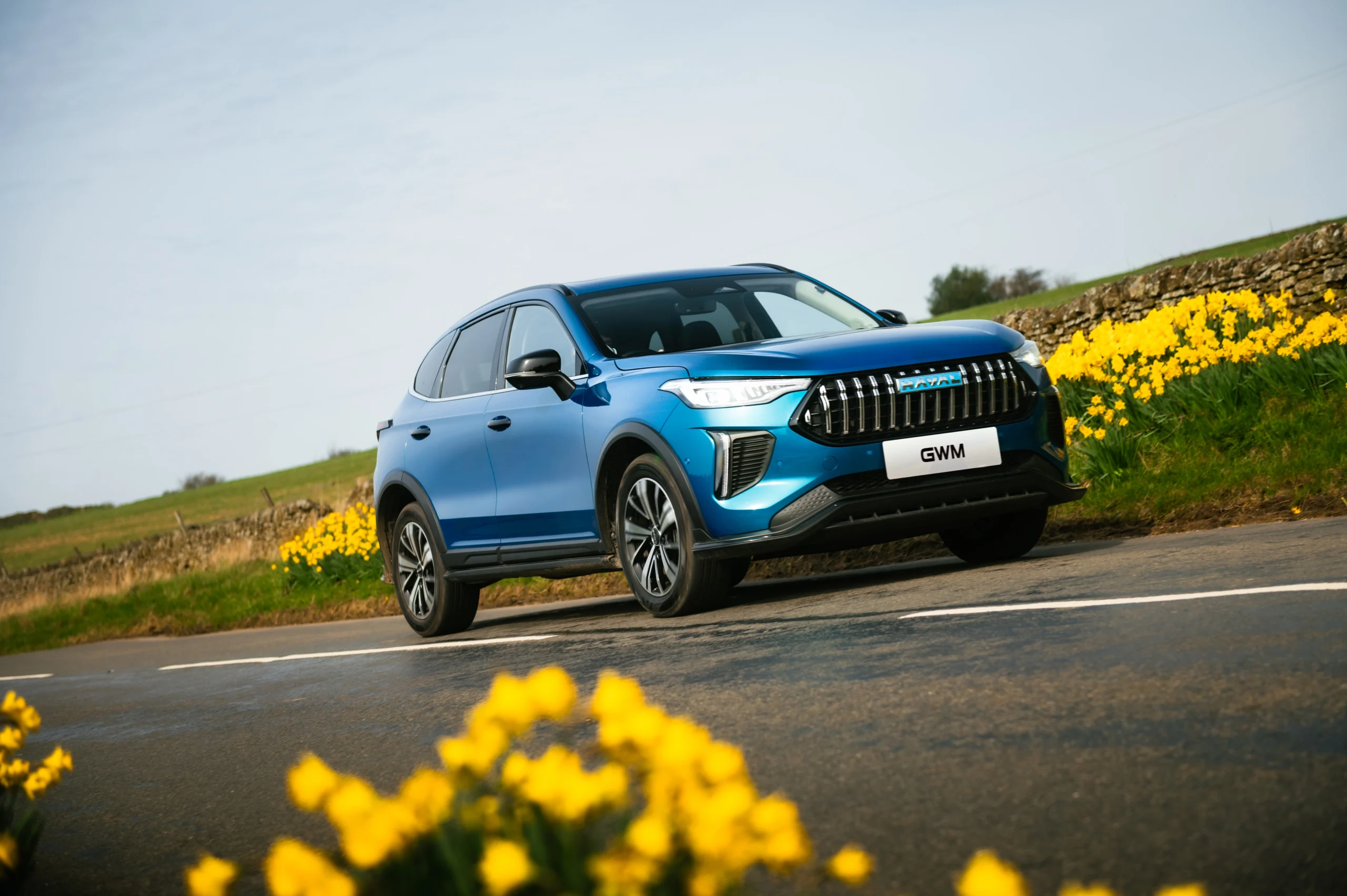GWM HAVAL driving amongst daffodils